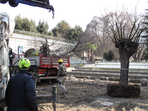 Gelsi e ambienti rurali delle ville lariane