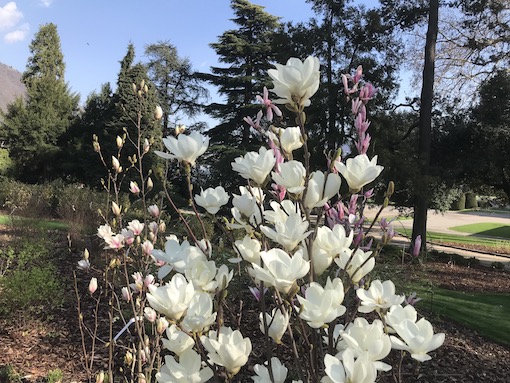 Fioritura delle magnolie