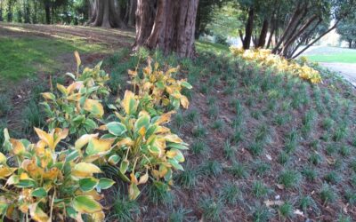 Piantumazioni parco all’inglese
